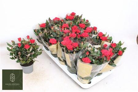 <h4>Ro Red Merce Kord Gr</h4>