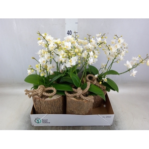Arr.   Kamerplant Groen H%