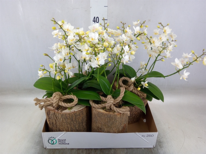 <h4>Arr.   Kamerplant Groen H%</h4>