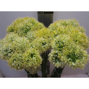 Allium Mount Geel