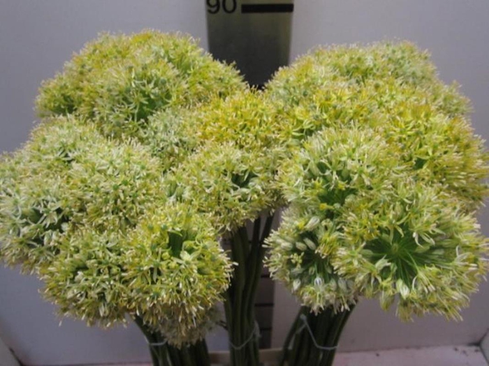<h4>Allium Mount Geel</h4>