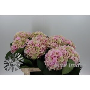 Hydrangea verena classic champagne