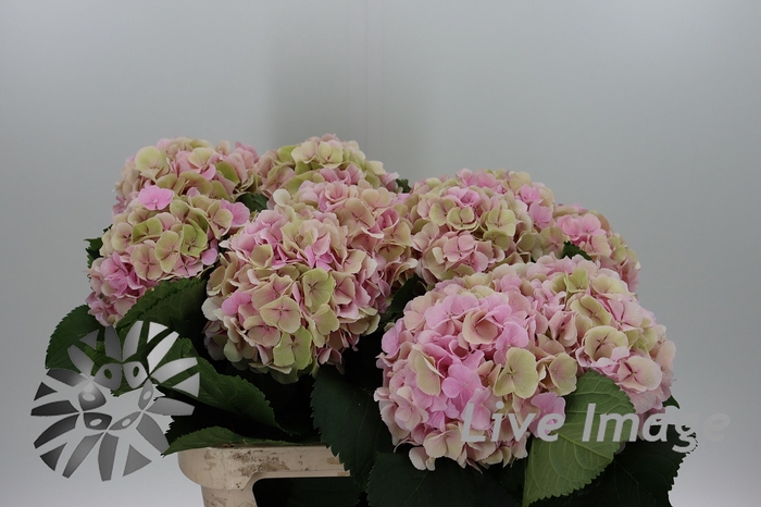 <h4>Hydrangea verena classic champagne</h4>