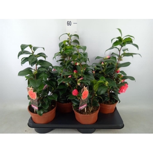 Camellia japonica