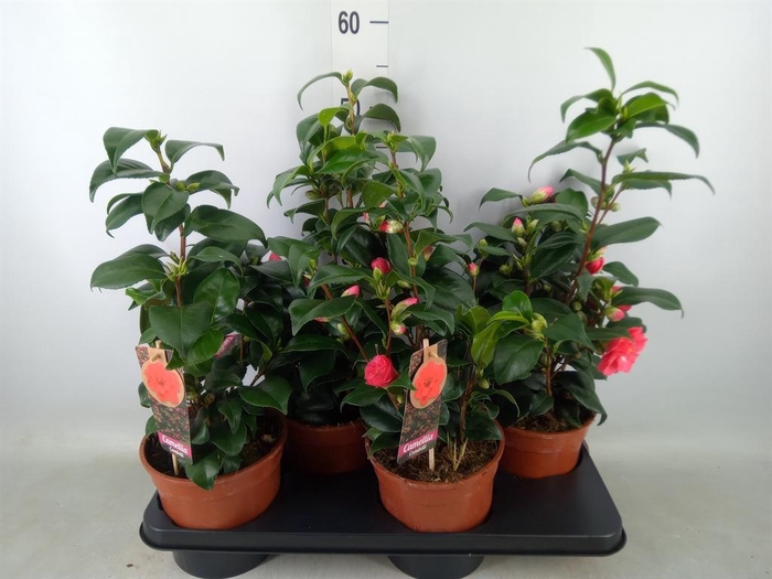 <h4>Camellia japonica</h4>