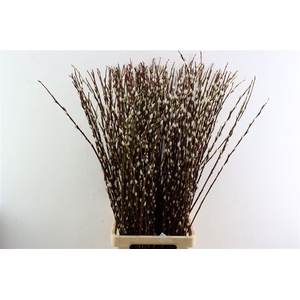 Salix Wilgenkatjes