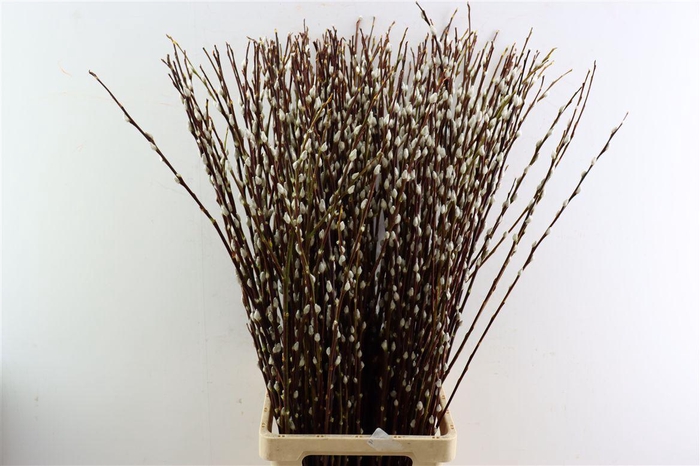 <h4>Salix Wilgenkatjes</h4>