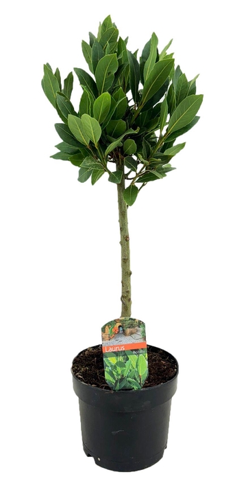 <h4>Laurus nobilis</h4>