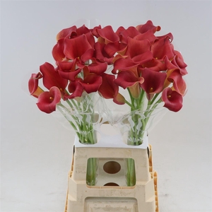 Calla Bermuda