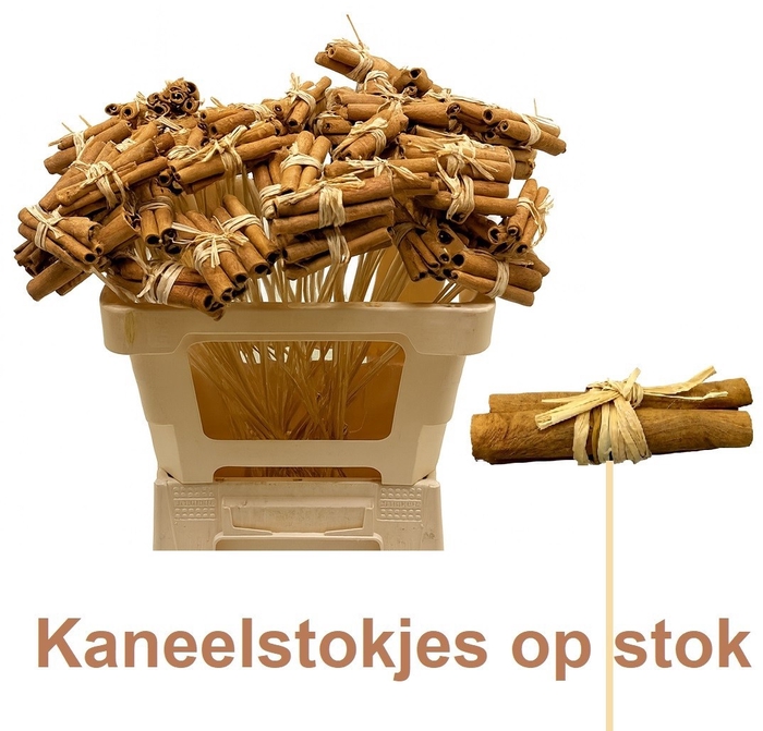 <h4>HUIS EN TUINDECO H%</h4>