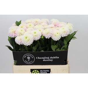 Dahlia Light Wizard