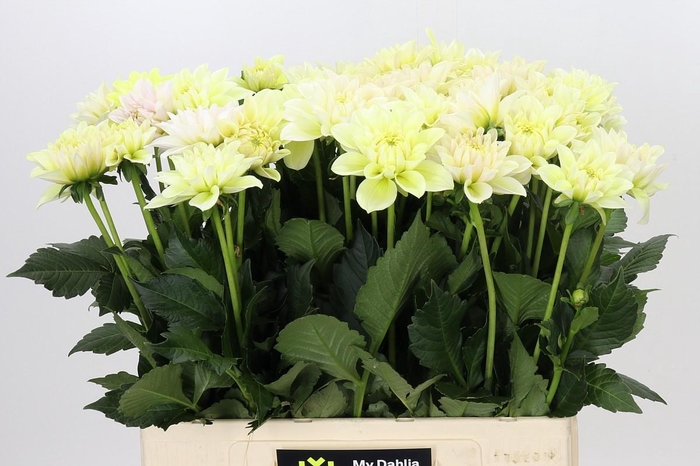 <h4>Dahlia Champagne</h4>