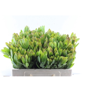 Leucad Saf Goldstrik