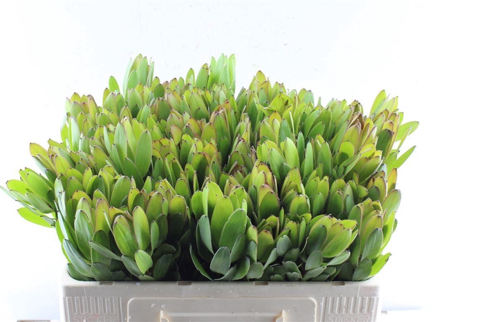 <h4>Leucad Saf Goldstrik</h4>