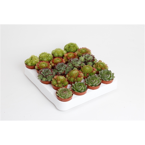 <h4>Sempervivum Mix</h4>