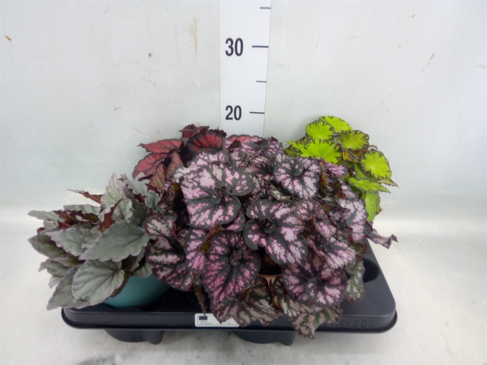 <h4>Begonia BD rex   ...mix</h4>