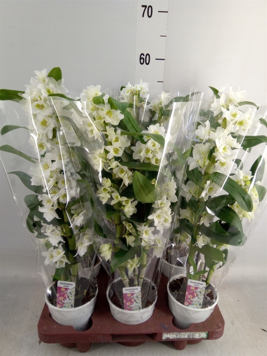 <h4>Dendrobium nob.   ...</h4>