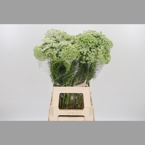 Ammi Majus Visnaga