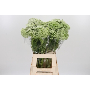 Ammi Majus Visnaga