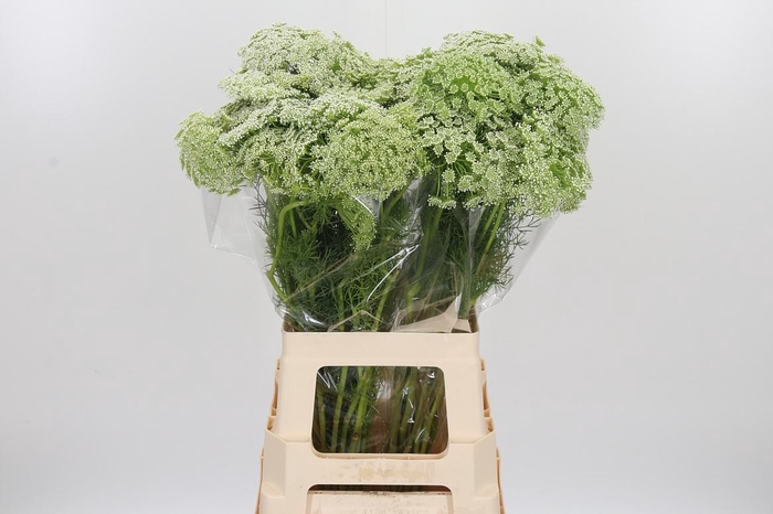 <h4>Ammi Majus Visnaga</h4>