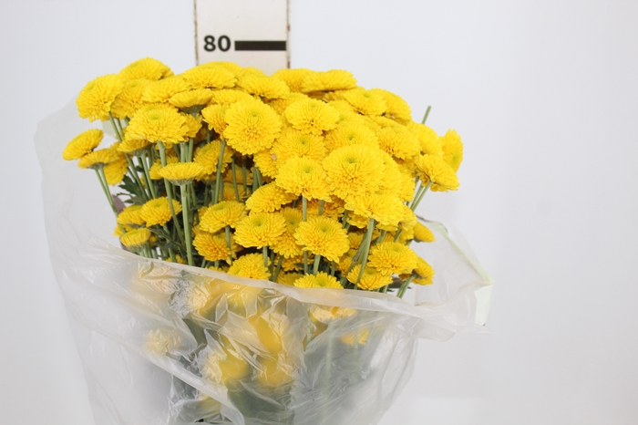 <h4>CRISANTEMO SANTINI LOPEZ 080 CM</h4>