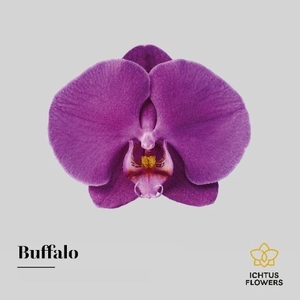 Phalaenopsis Buffalo