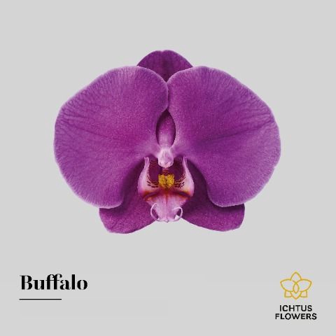 <h4>Phalaenopsis Buffalo</h4>