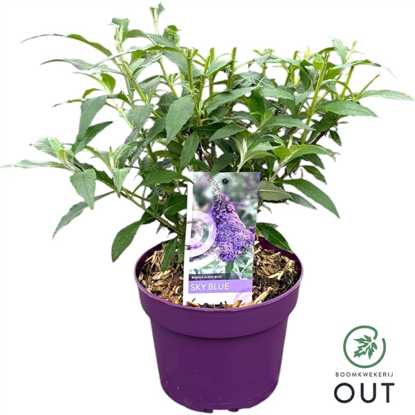 <h4>Buddleja Buzz 'Sky Blue' P19</h4>