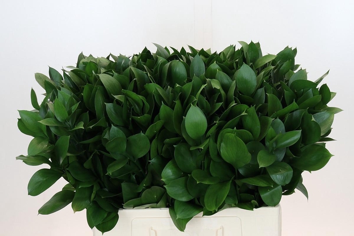 <h4>RUSCUS HYPOPHYLLUM</h4>