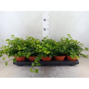 Hedera helix 'Wonder'