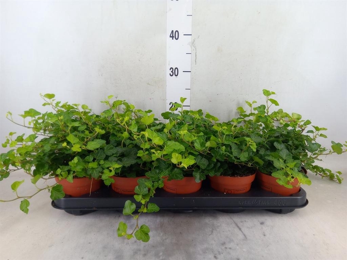 <h4>Hedera helix 'Wonder'</h4>