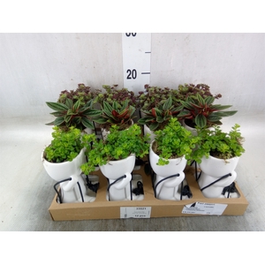 Arr.   Kamerplant Groen L%