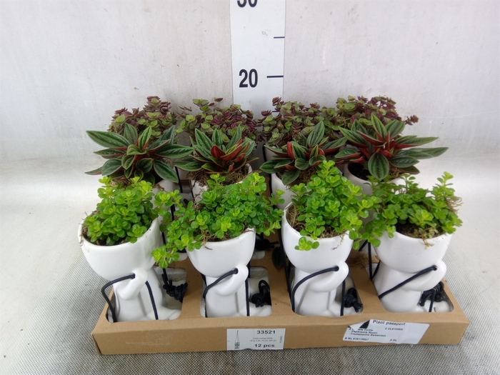 <h4>Arr.   Kamerplant Groen L%</h4>