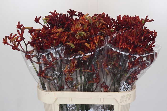 Anigozanthos Early Spring Indoor