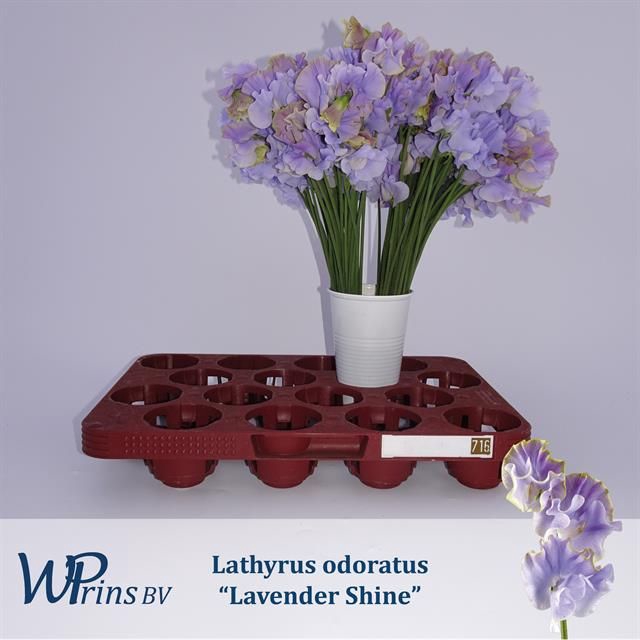 <h4>LATHYR LAVENDER SHIN</h4>