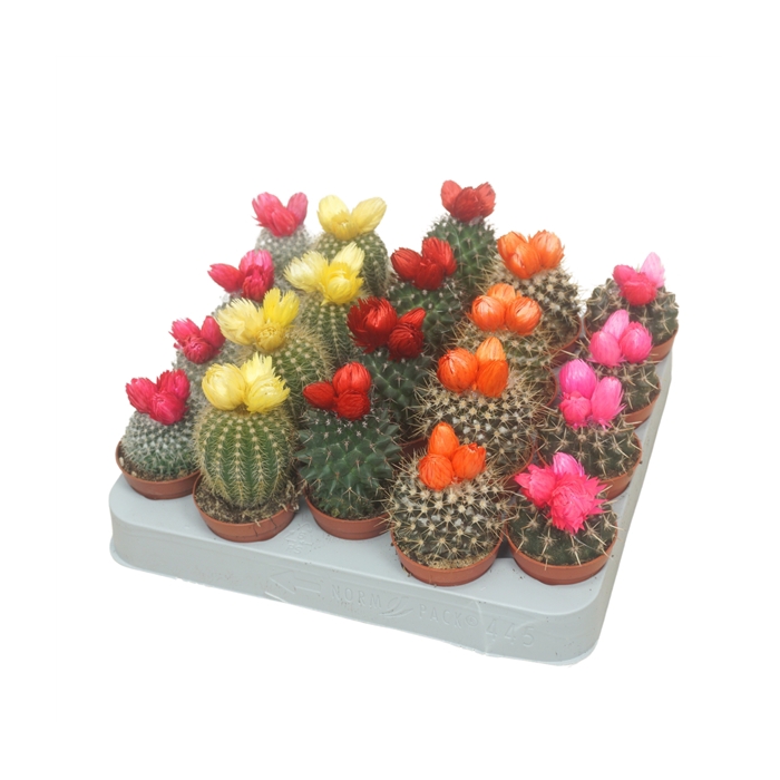<h4>Cactus op rij 5,5 cm met 3 plakbloemen</h4>