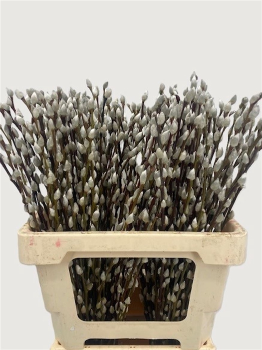 <h4>Salix Wilgenkatjes 60cm P Stem</h4>