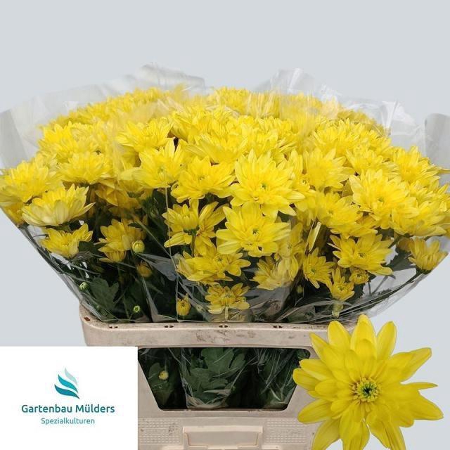 <h4>CHR T BALTICA YELLOW</h4>
