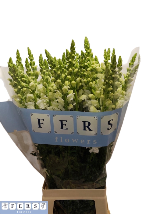 <h4>ANTIR POTO WHITE</h4>