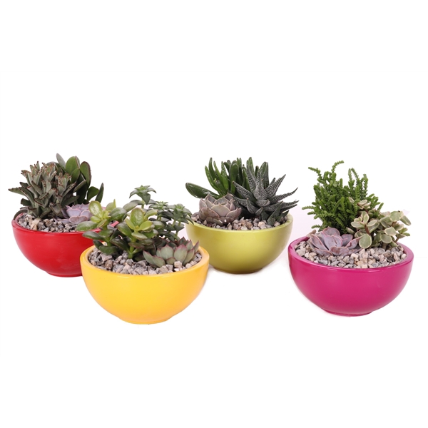 <h4>3x succulent 8,5 cm in gekleurde schaal</h4>