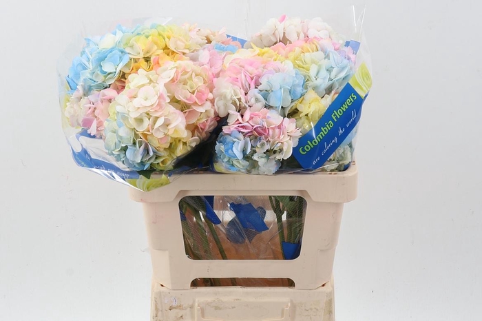 <h4>Hydr Rainbow Sel</h4>