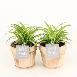 Chlorophytum comosum Variegatum in Wood bruin