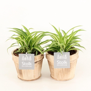 Chlorophytum comosum Variegatum in Wood bruin