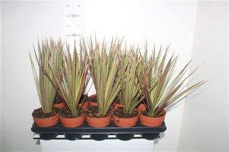 <h4>Dra Marg Bicolor Kopstek</h4>