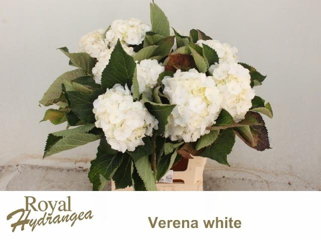<h4>HYDR M CH WHI VERENA</h4>