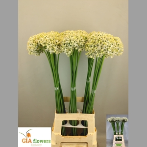 ALLIUM NIGRUM