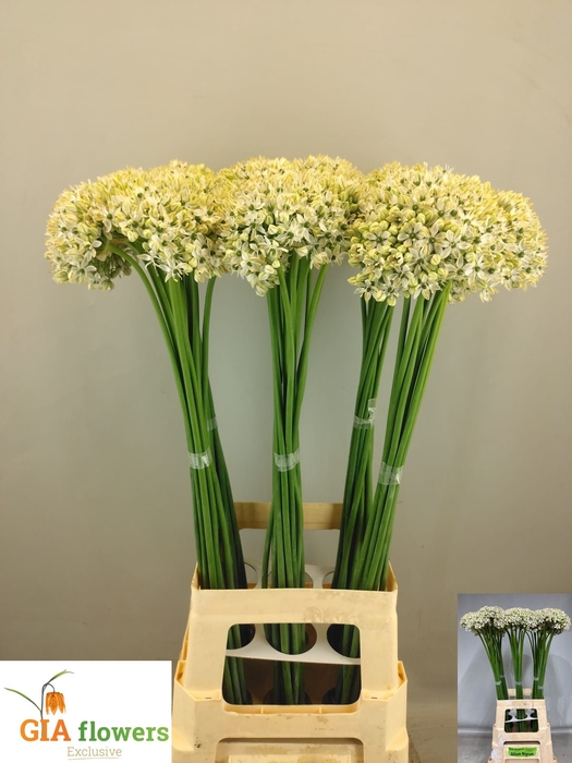 <h4>ALLIUM NIGRUM</h4>