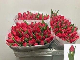 <h4>TU EN PROTON</h4>