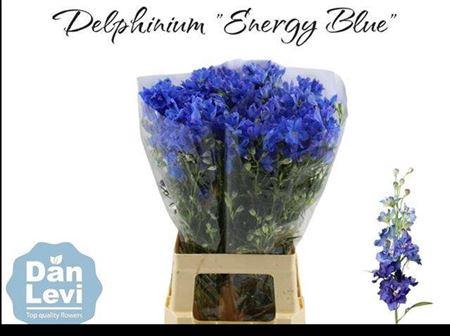 Delph En Energy Blue