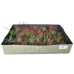 Tillandsia variés
